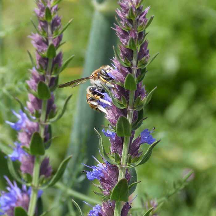 les-semences-de-l-ombelle-hysope-officinale-graines-bio-vivace image 3