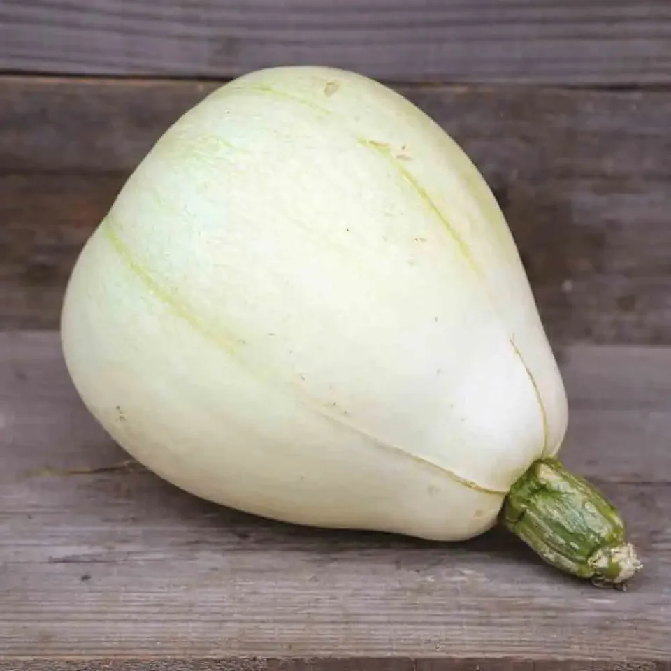 ferme-de-sainte-marthe-tennessee-sweet-potato-courge-bio image 1