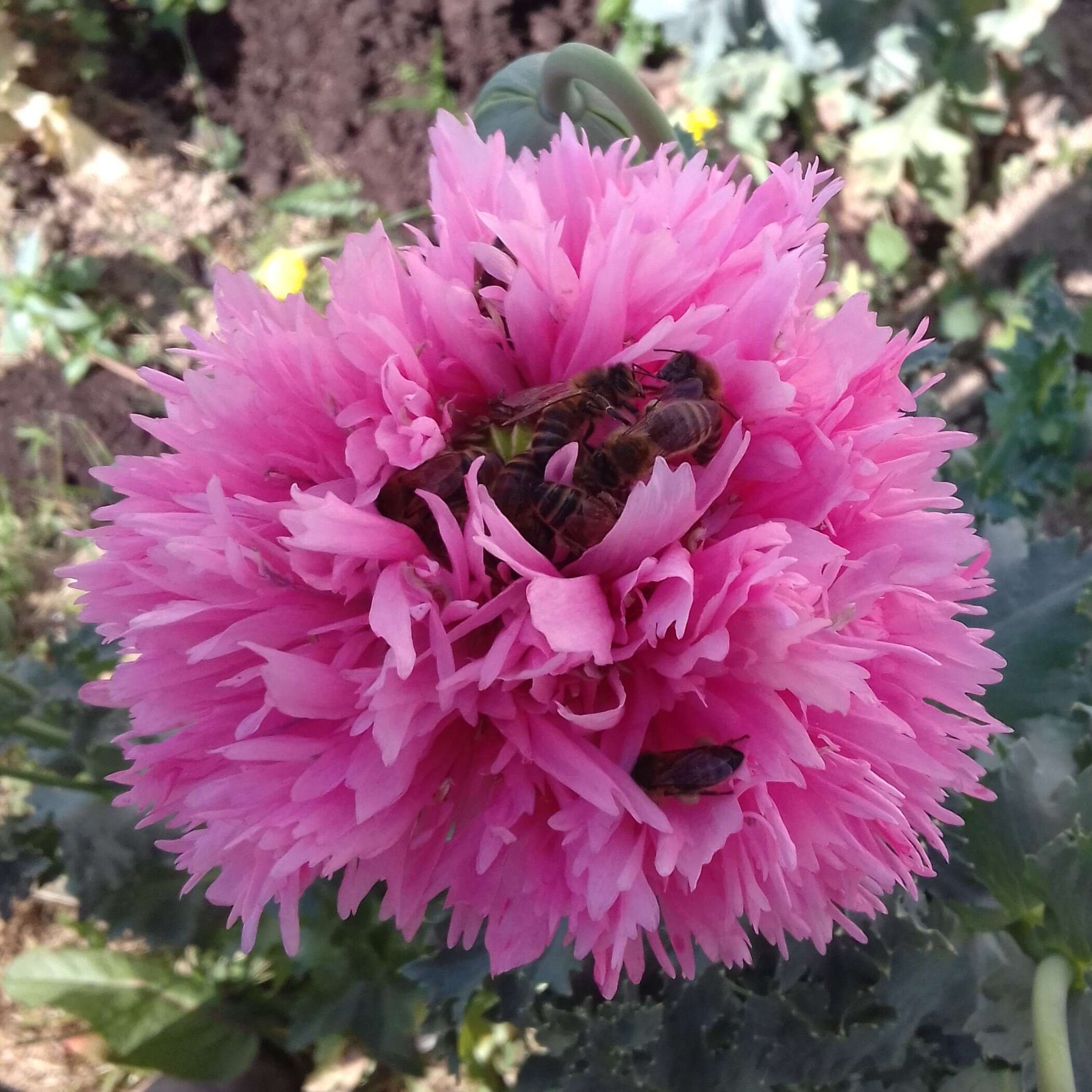 les-semences-de-l-ombelle-pavot-rose-double-graines-bio-fleur image 2
