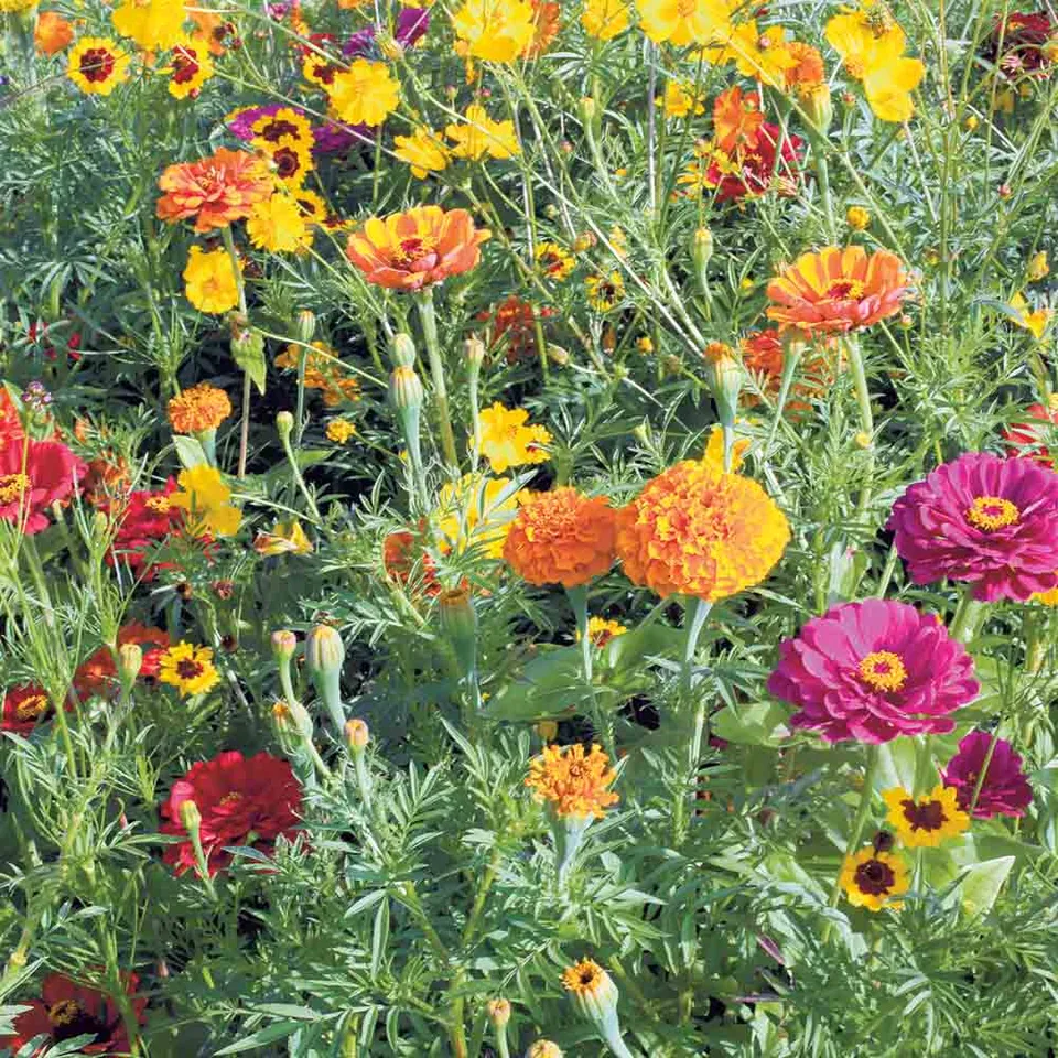 ferme-de-sainte-marthe-graines-fleurs-m-lange-plantes-tinctoriales-nt image 1