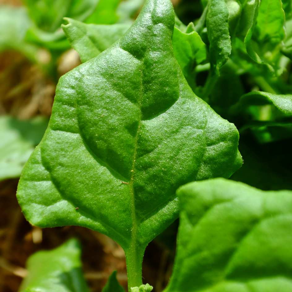 la-bo-te-graines-t-tragone-cornue-graines-l-gumes-bio-sachet image 2