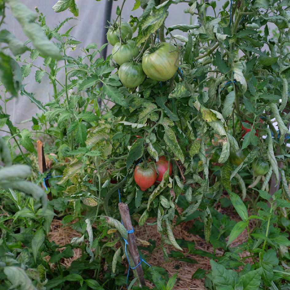 la-bo-te-graines-tomate-anna-russe-coeur-de-boeuf-graines-bio image 4