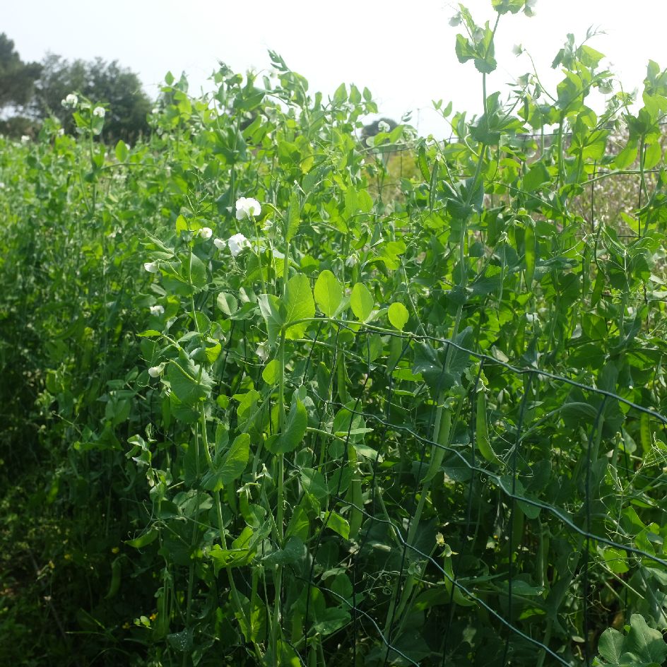 la-bo-te-graines-graines-l-gumes-serpette-guilloteaux-graines-pois-bio image 1