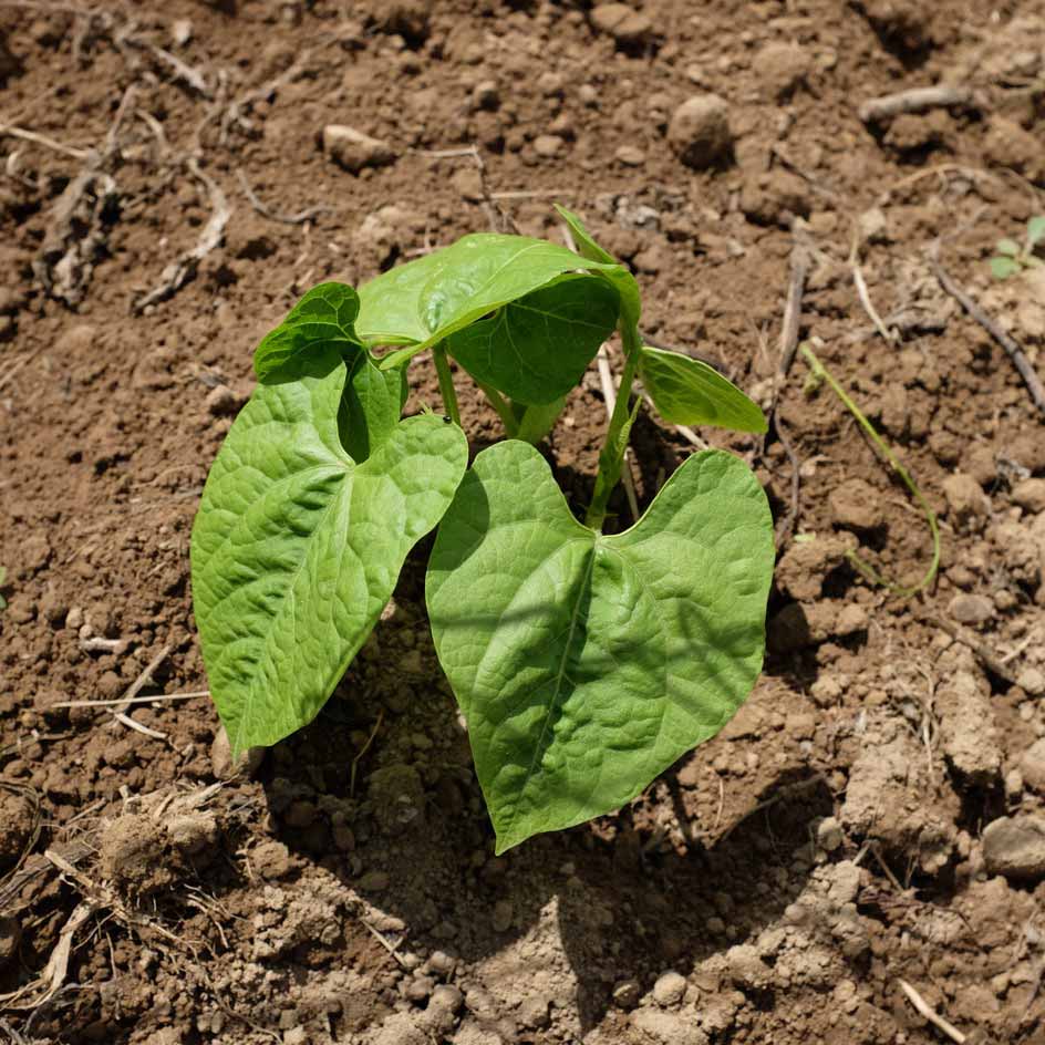 la-bo-te-graines-graines-l-gumes-haricot-ma-s-tarbais-bio image 4