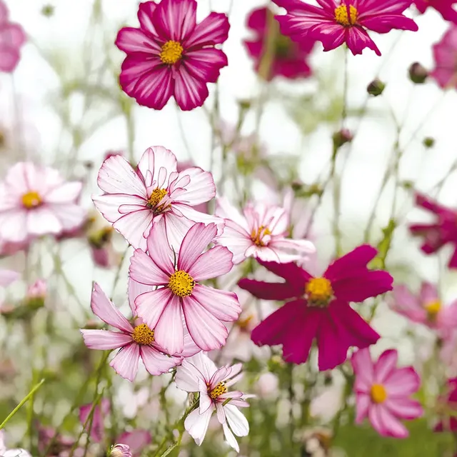 ferme-de-sainte-marthe-cosmos-fizzy-rose-picot-e-graines-bio image 1