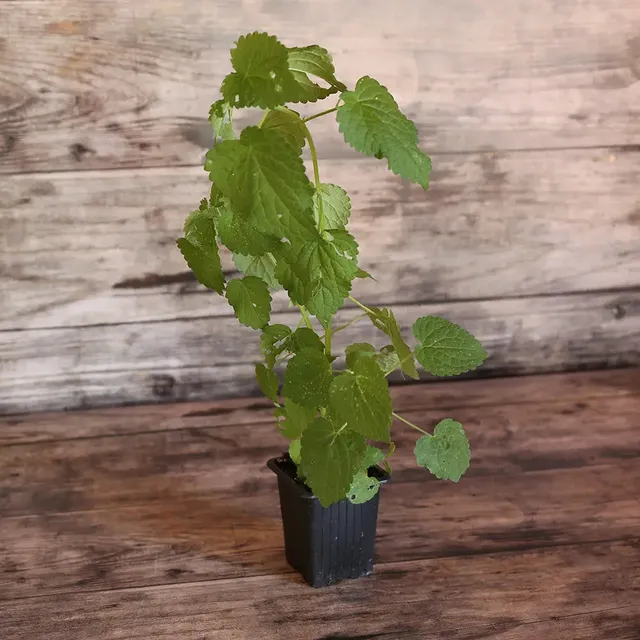 ferme-de-sainte-marthe-agastache-anis-e-plant-vivace-bio image 1