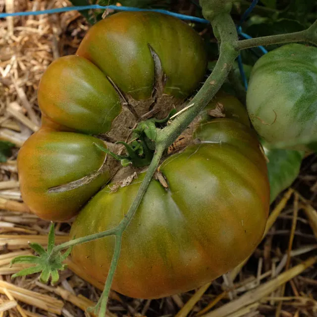 la-bo-te-graines-tomate-ananas-noire-graines-l-gumes-bio-mi-saison image 1