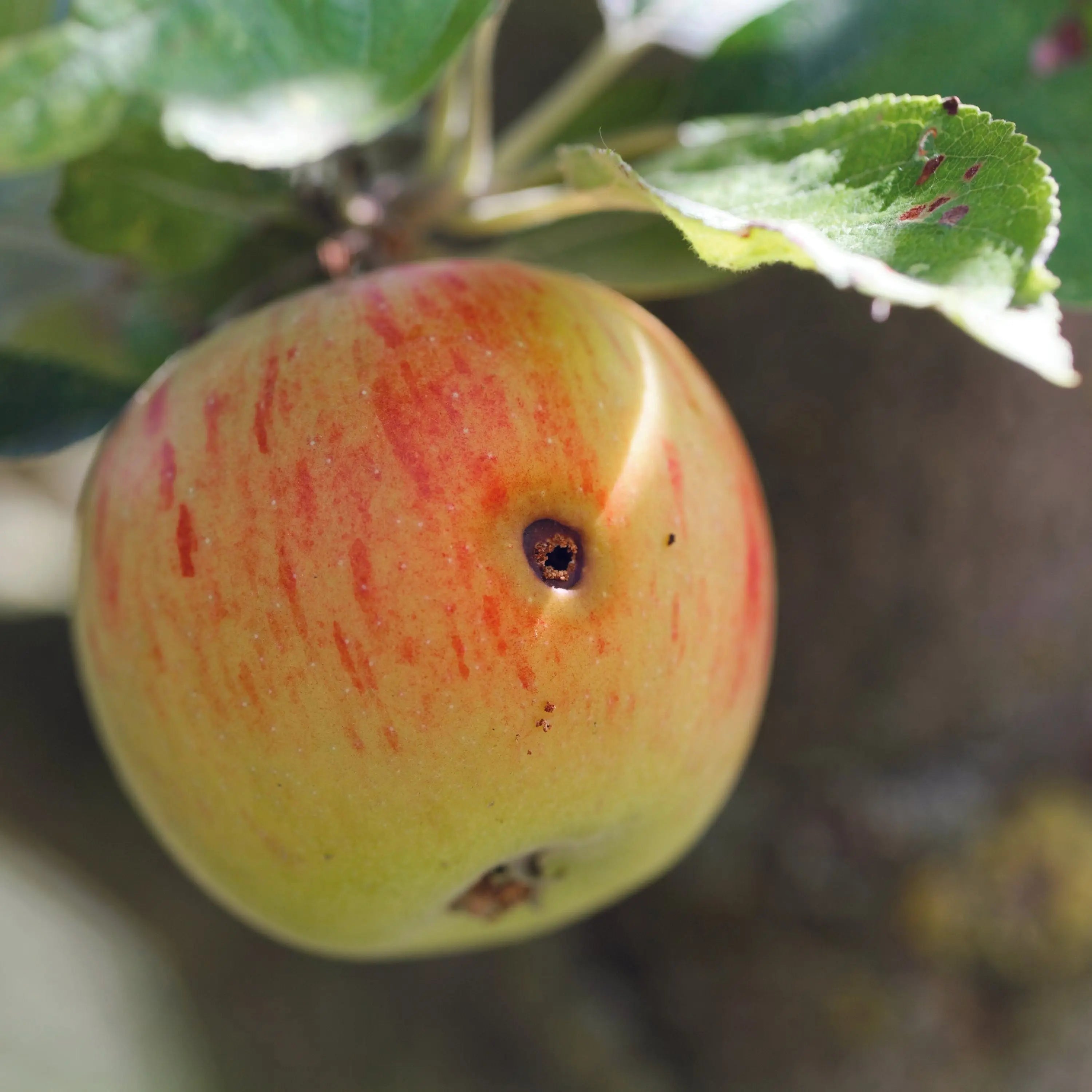 ferme-de-sainte-marthe-pack-ph-romones-ver-pomme-poire-noix-pi-ge image 4