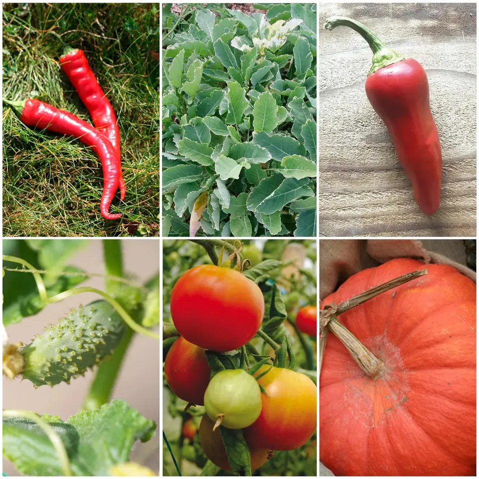ferme-de-sainte-marthe-french-touch-s-lection-graines-potager image 1