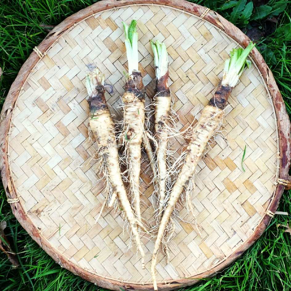 la-bo-te-graines-graines-l-gumes-salsifis-blanc-mammouth-bio image 1
