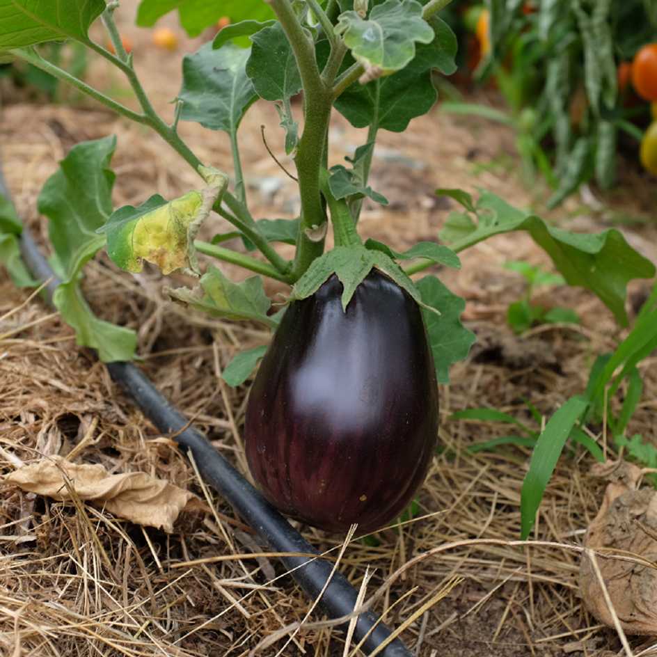 la-bo-te-graines-aubergine-black-beauty-graines-bio-pr-coce image 1