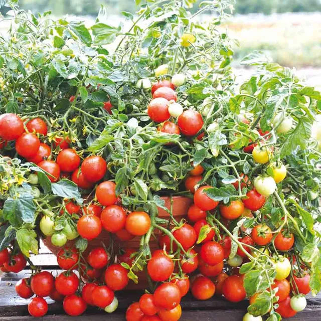 ferme-de-sainte-marthe-tomate-maskotka-graines-bio-cocktail image 1