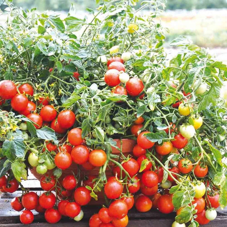 ferme-de-sainte-marthe-tomate-maskotka-graines-bio-cocktail image 1