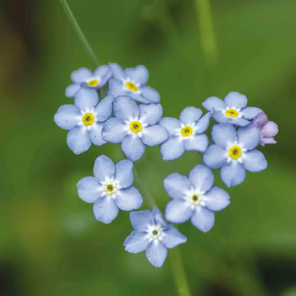 ferme-de-sainte-marthe-myosotis-des-bois-graines-fleurs-bleues image 1