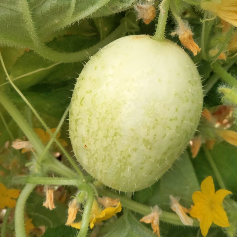 la-bo-te-graines-graines-l-gumes-crystal-apple-concombre-bio image 1