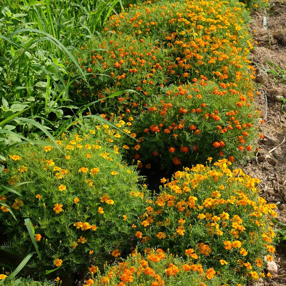 la-bo-te-graines-oeillet-gem-mix-graines-fleurs-bio-comestible image 2