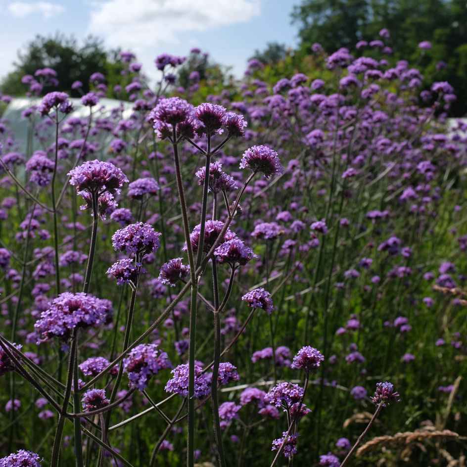 la-bo-te-graines-verveine-de-buenos-aires-graines-vivace-violette image 2