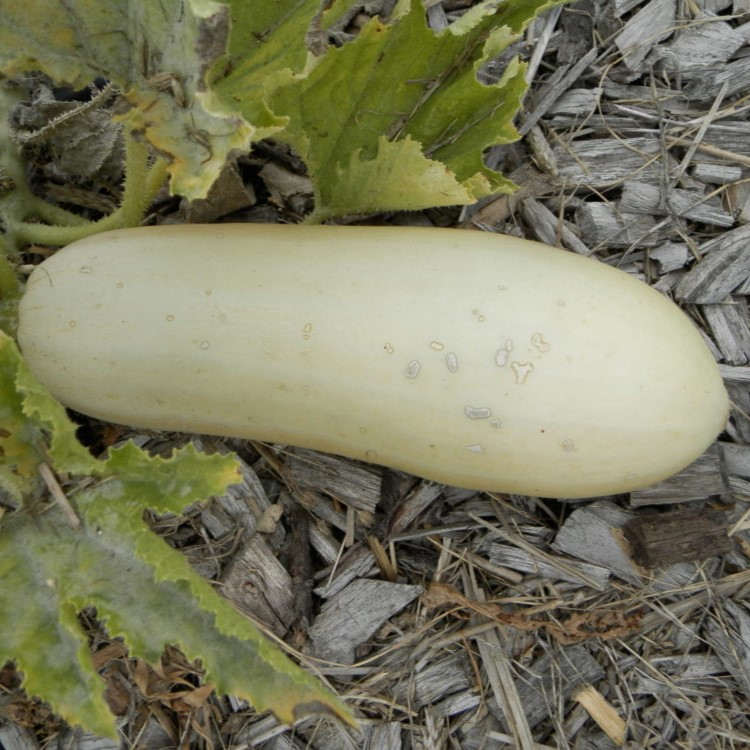 la-bo-te-graines-graines-l-gumes-blanche-de-virginie-graines-courgette-bio image 1