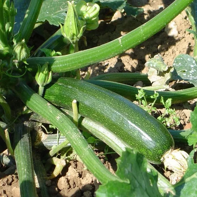 la-bo-te-graines-l-gumes-courgette-verte-non-coureuse-des-mara-chers-bio image 1