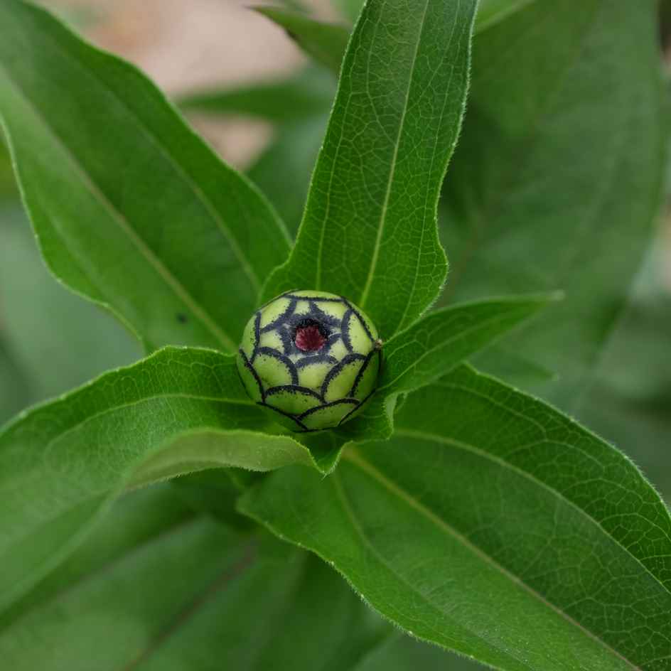 la-bo-te-graines-zinnia-queeny-mix-bio-graines-fleurs-doubles image 4