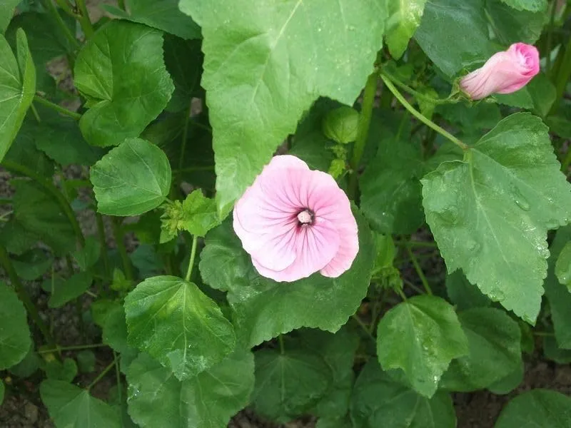 graines-bocquet-lavat-re-grande-fleur-rose-graines-3-g image 1