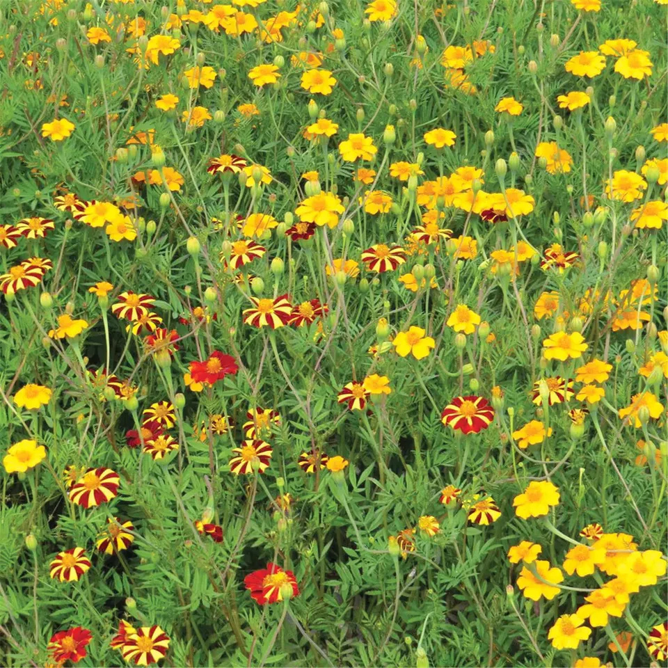 ferme-de-sainte-marthe-m-lange-fleuri-anti-n-matodes-graines-non-trait-es image 1