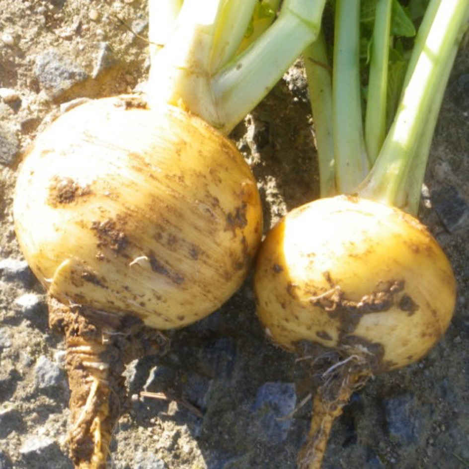 la-bo-te-graines-navet-jaune-boule-d-or-bio-graines-l-gumes image 3