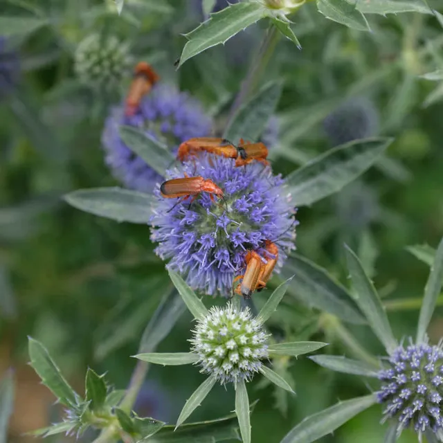 la-bo-te-graines-panicaut-plane-graines-fleurs-bio-bleue image 1