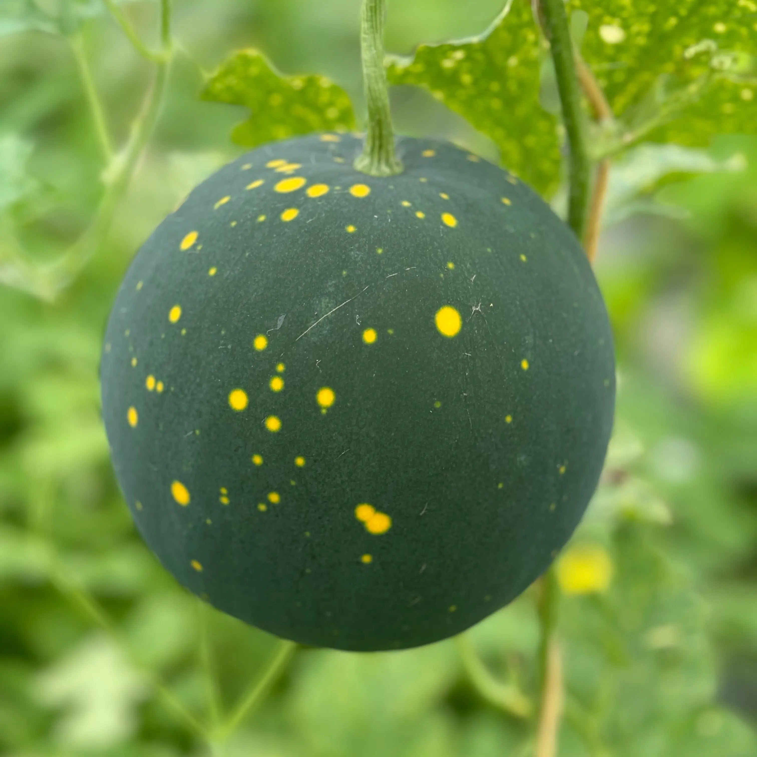 ferme-de-sainte-marthe-past-que-moon-and-stars-plant-bio-chair-rose image 2
