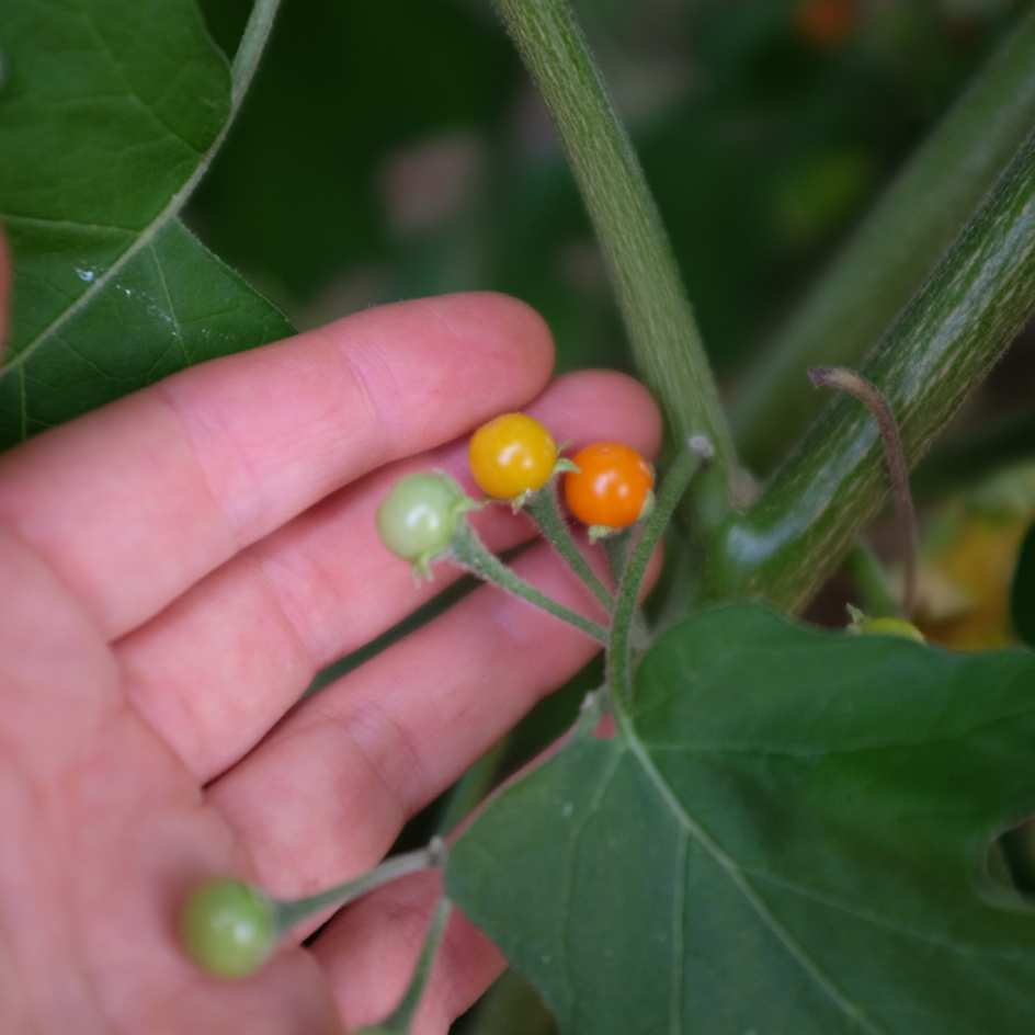 la-bo-te-graines-graines-l-gumes-aubergine-noon-ta-klong-pea-bio-curry image 2