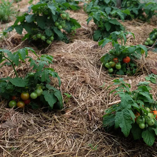 la-bo-te-graines-tomate-robin-rouge-bio-graines-potag-res-pot image 1