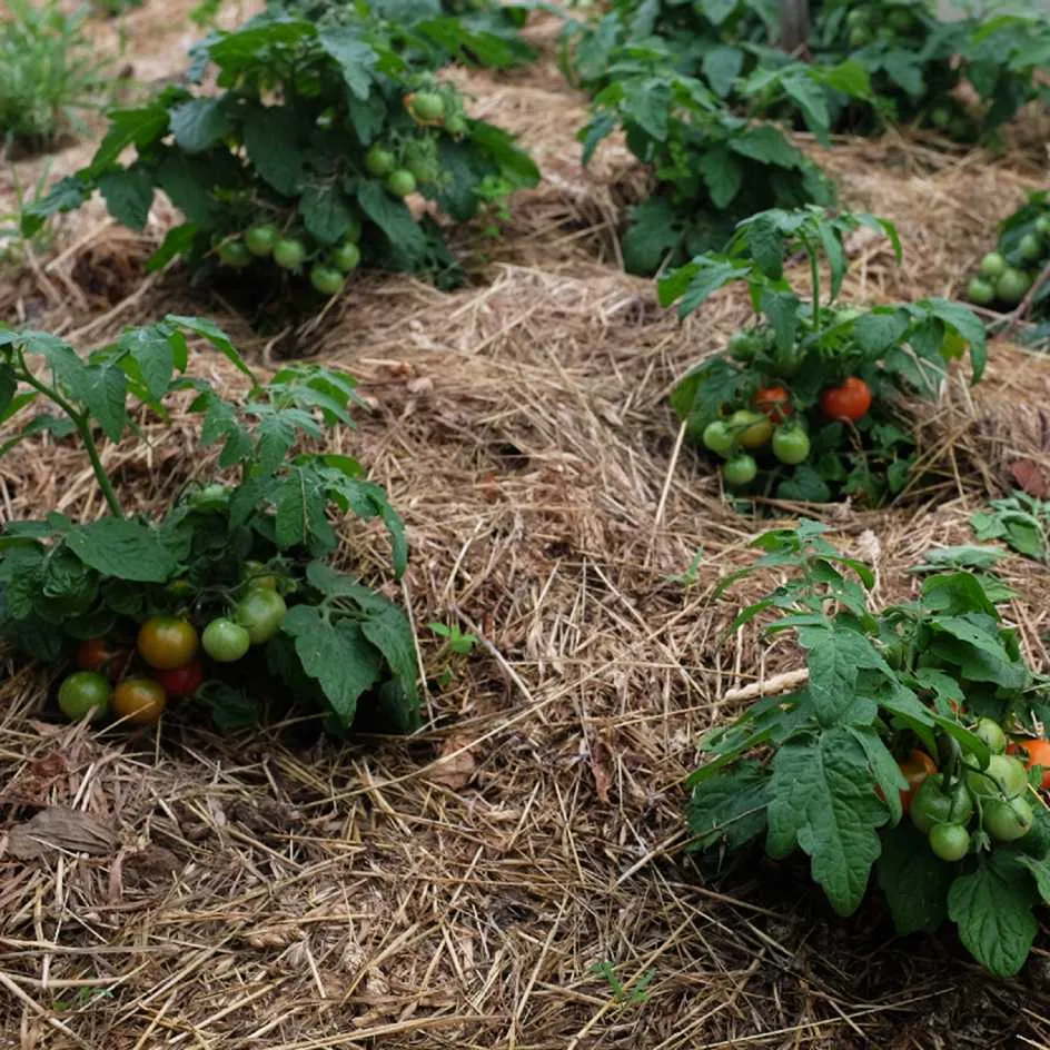 la-bo-te-graines-tomate-robin-rouge-bio-graines-potag-res-pot image 1