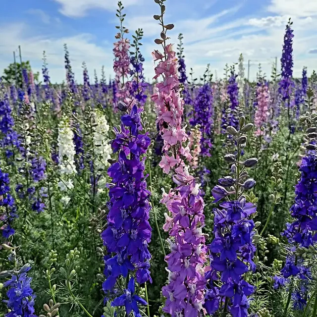 ferme-de-sainte-marthe-graines-de-fleurs-dauphinelle-des-champs-ab-bleue image 1