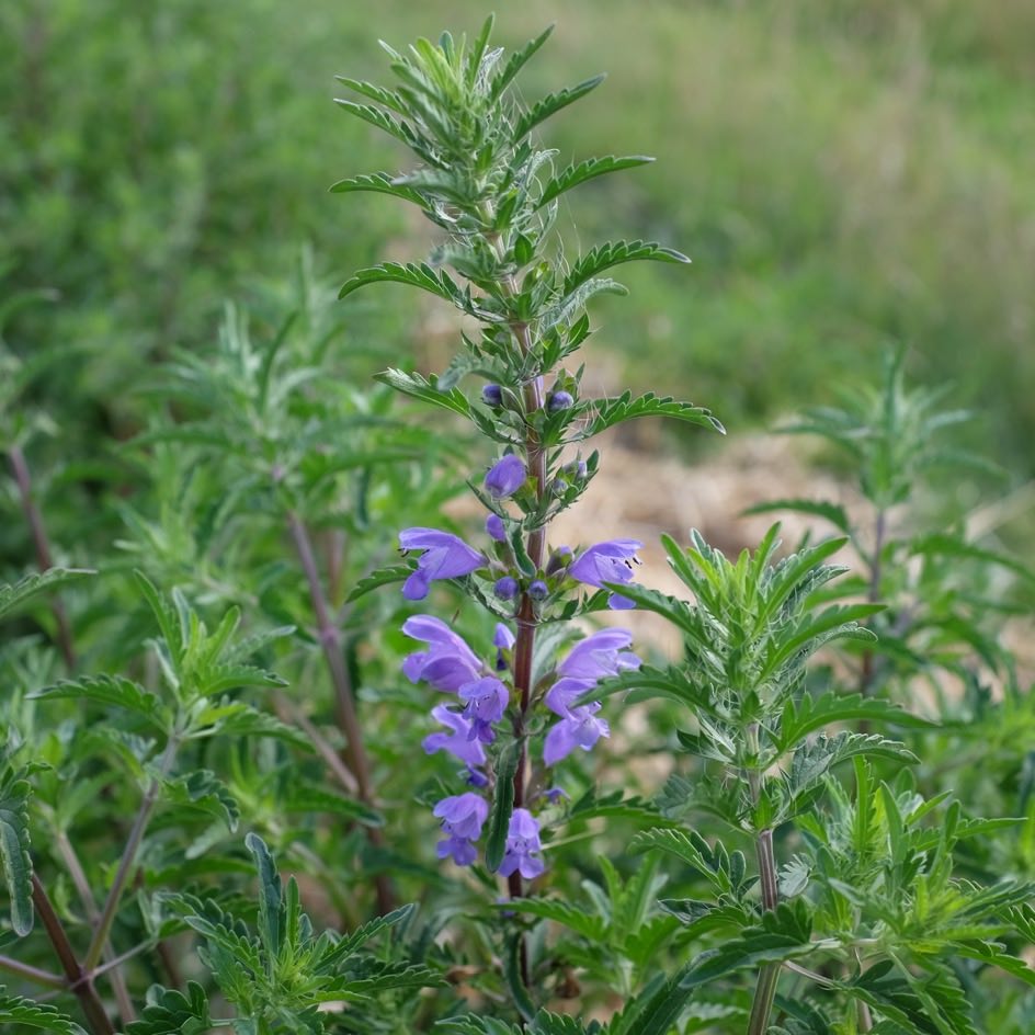 la-bo-te-graines-th-des-jardins-graines-bio-infusion-verveine image 5