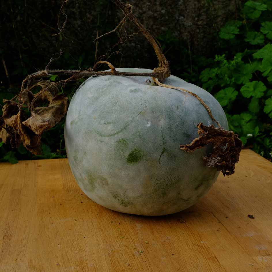 la-bo-te-graines-courge-cireuse-graines-l-gumes-bio image 4