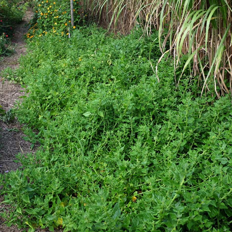 la-bo-te-graines-t-tragone-cornue-graines-l-gumes-bio-sachet image 3