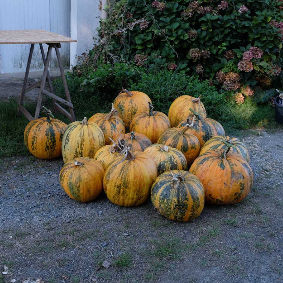 la-bo-te-graines-courge-lady-godiva-graines-bio-graines-nues image 2