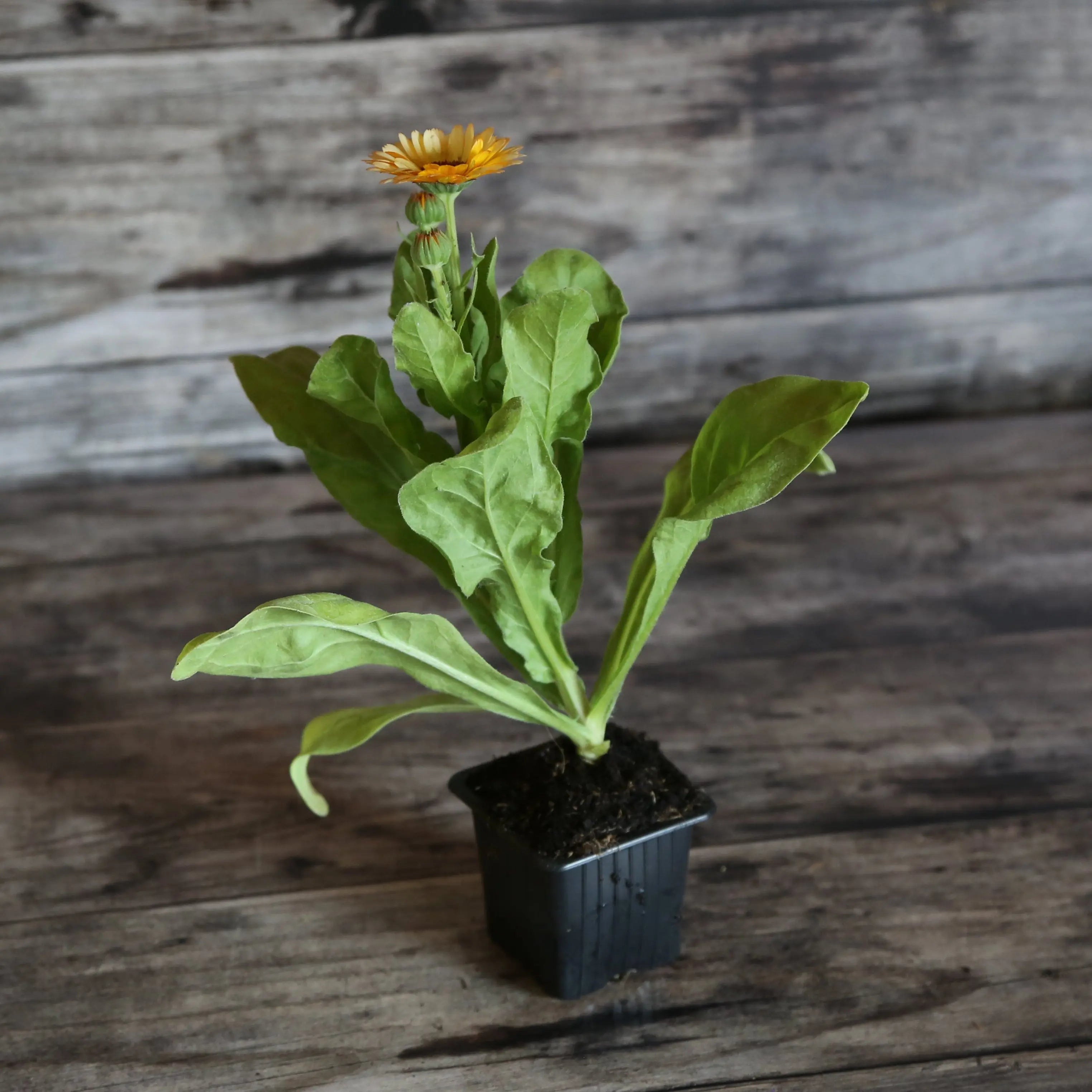 ferme-de-sainte-marthe-souci-corniche-d-or-plant-bio-orange image 1