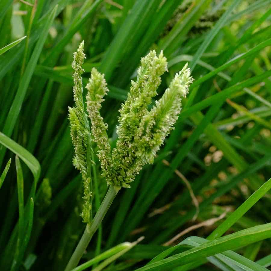 la-bo-te-graines-himalayan-finger-graines-de-millet-bio-ancien image 3