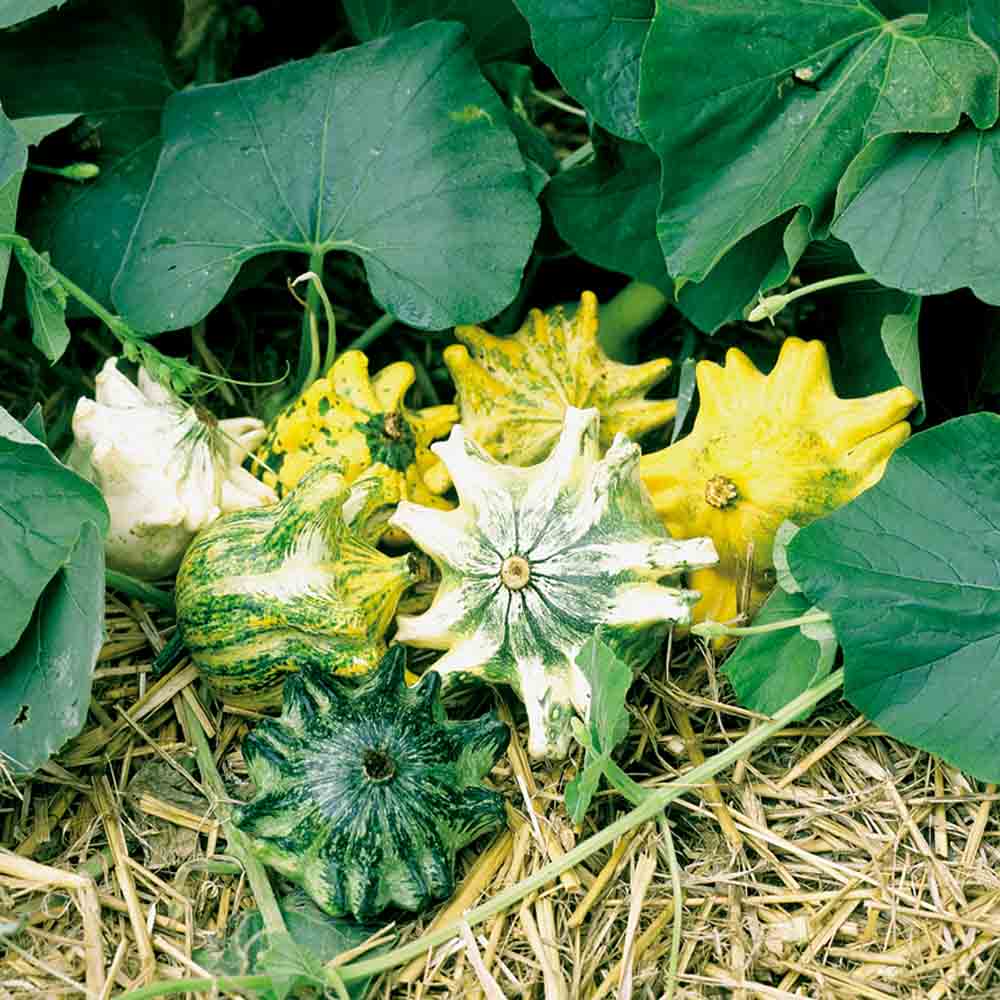 ferme-de-sainte-marthe-graines-potag-res-coloquintes-griffes-graines-bio-d-corat image 1