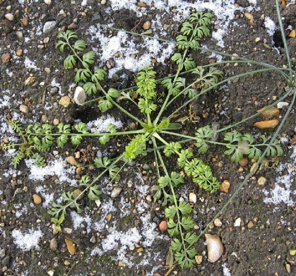 la-bo-te-graines-nigelle-mrs-jekyll-white-graines-bio image 5