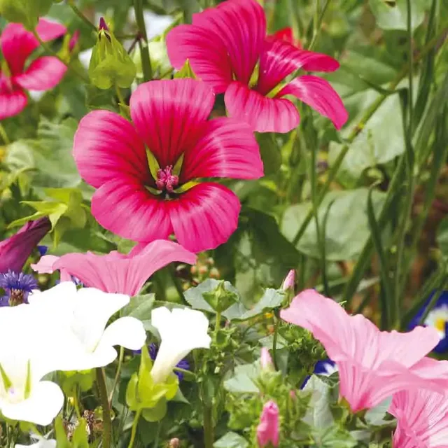ferme-de-sainte-marthe-malope-grandes-fleurs-vari-es-graines-ab-sachet image 1