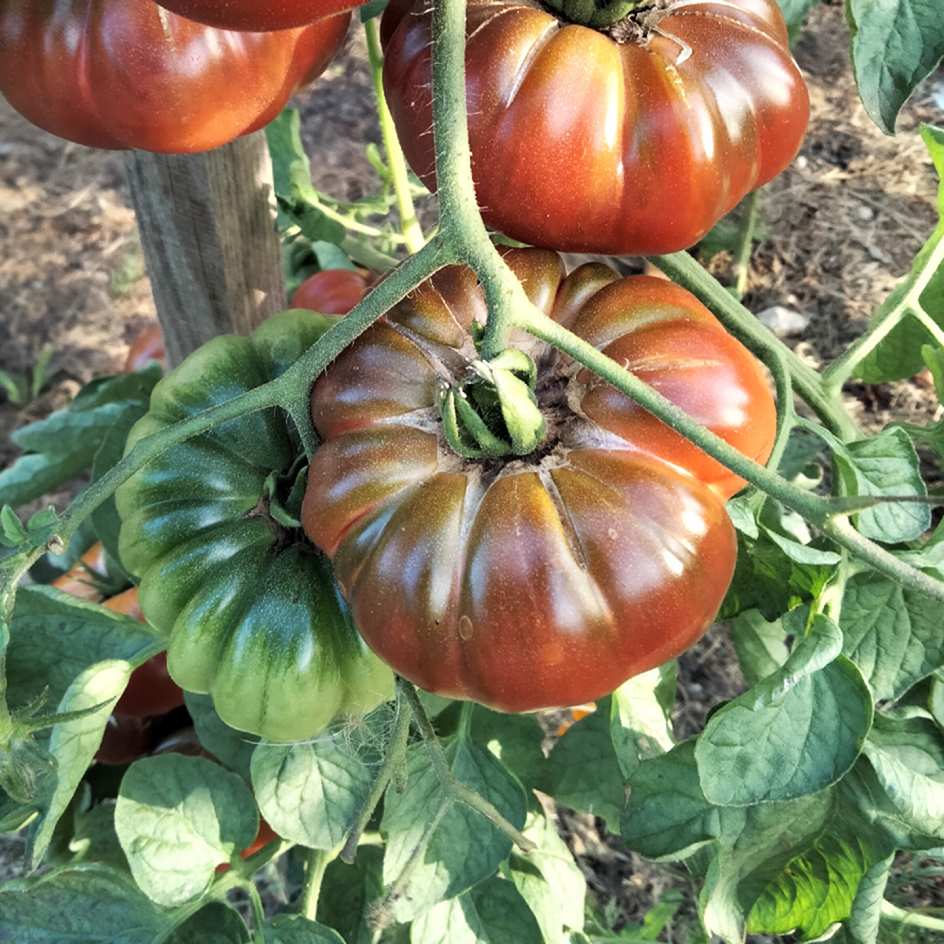 la-bo-te-graines-tomate-purple-calabash-graines-l-gumes-bio image 3