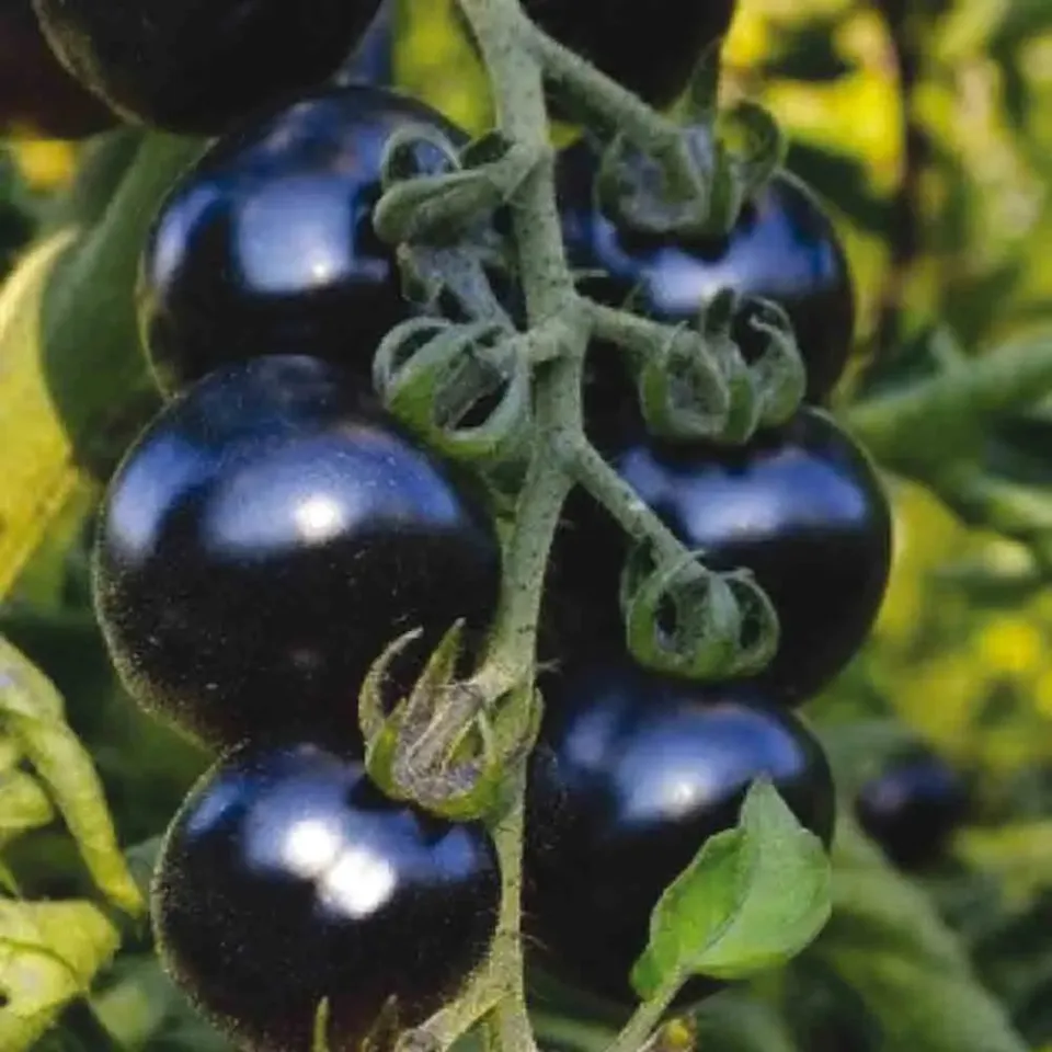 ferme-de-sainte-marthe-tomate-bosque-blue-graines-tomate-sachet-bio image 1