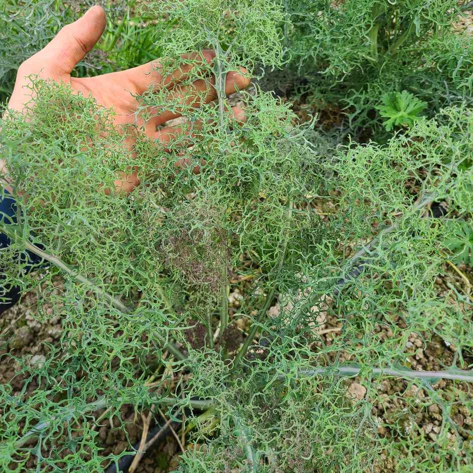 la-bo-te-graines-graines-l-gumes-chou-kale-bear-necessities-bio-fris image 3