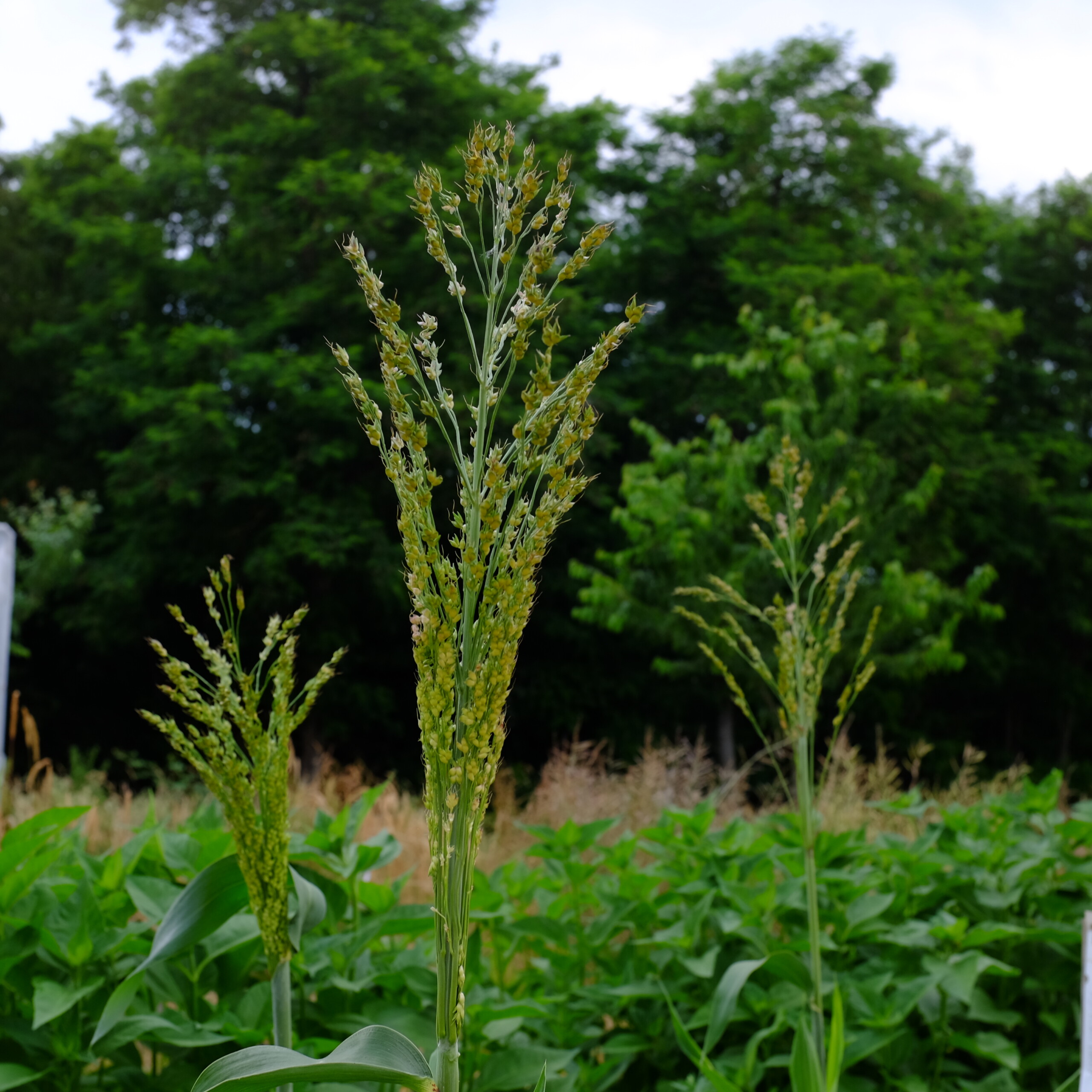 la-bo-te-graines-graines-l-gumes-sorgho-dwarf-mayo-bio-semences image 3
