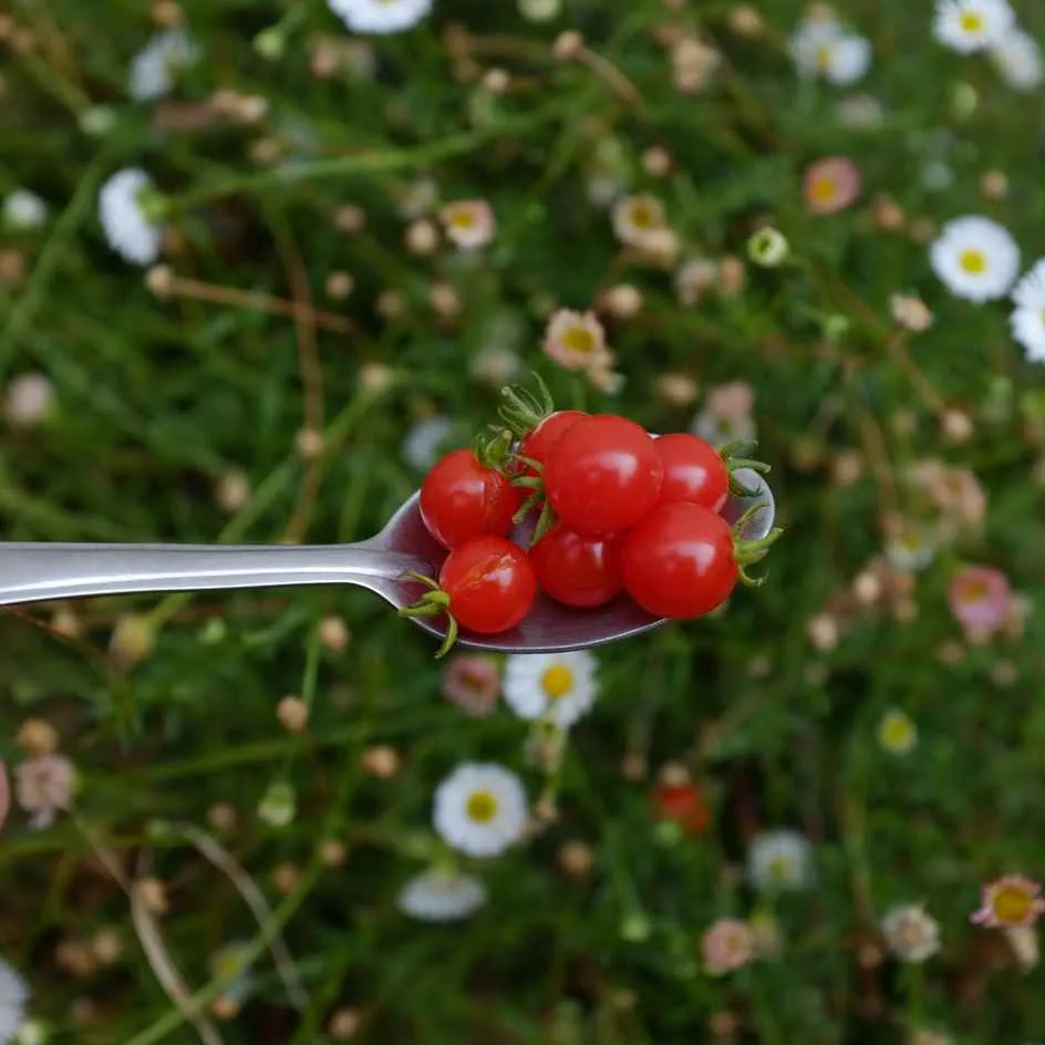 la-bo-te-graines-tomate-groseille-spoon-bio-graines-mini-tomate image 1