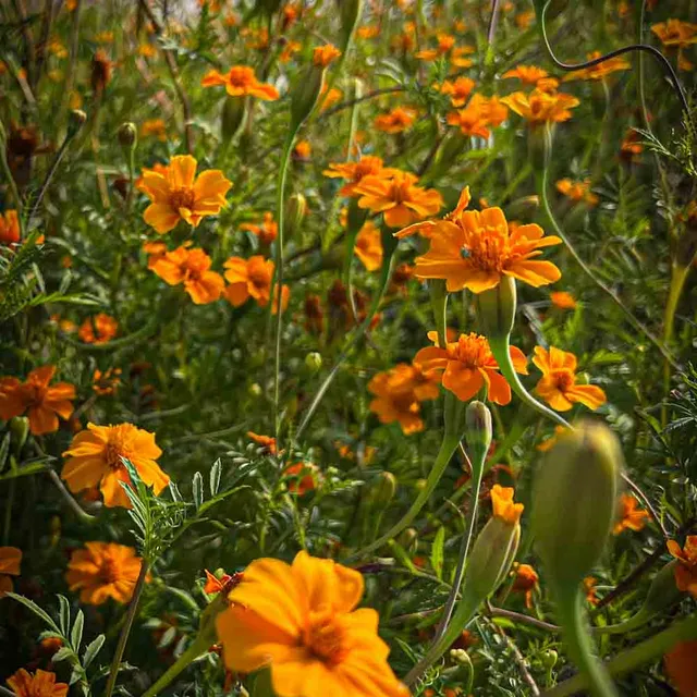 ferme-de-sainte-marthe-tag-te-passion-graines-fleurs-comestibles image 1
