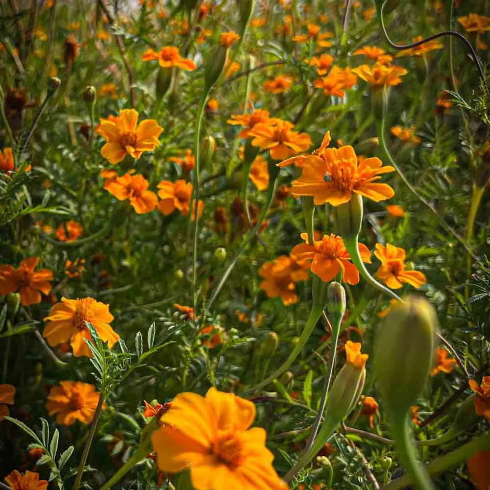 ferme-de-sainte-marthe-tag-te-passion-graines-fleurs-comestibles image 1