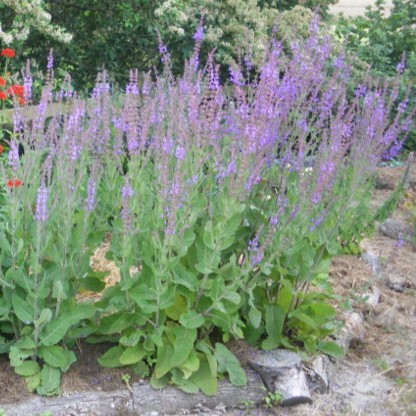 la-bo-te-graines-sauge-des-steppes-bio-graines-fleurs-bleues image 1